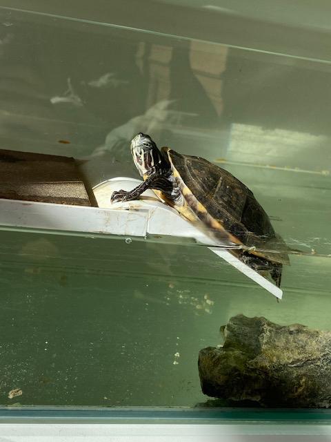 Schildpad (incl Tartarium 60), Dieren en Toebehoren, Reptielen en Amfibieën, Schildpad, Met terrarium