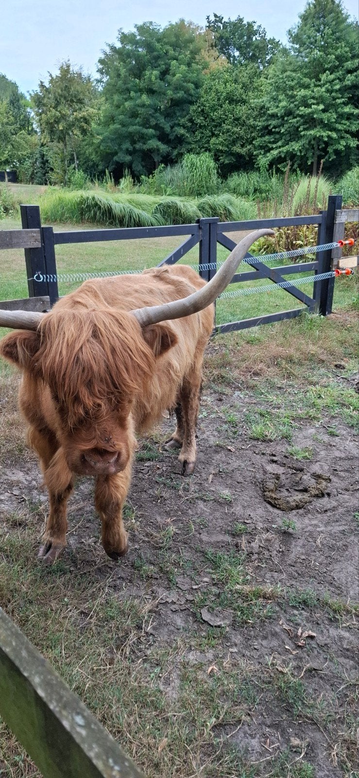 schotse hooglander, Dieren en Toebehoren