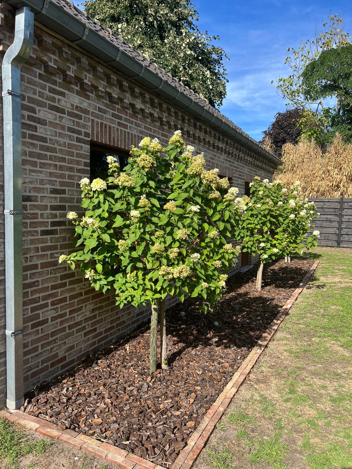 Hydrangea paniculata op stam, Jardin & Terrasse, 100 à 250 cm, Autres espèces, Enlèvement, Été