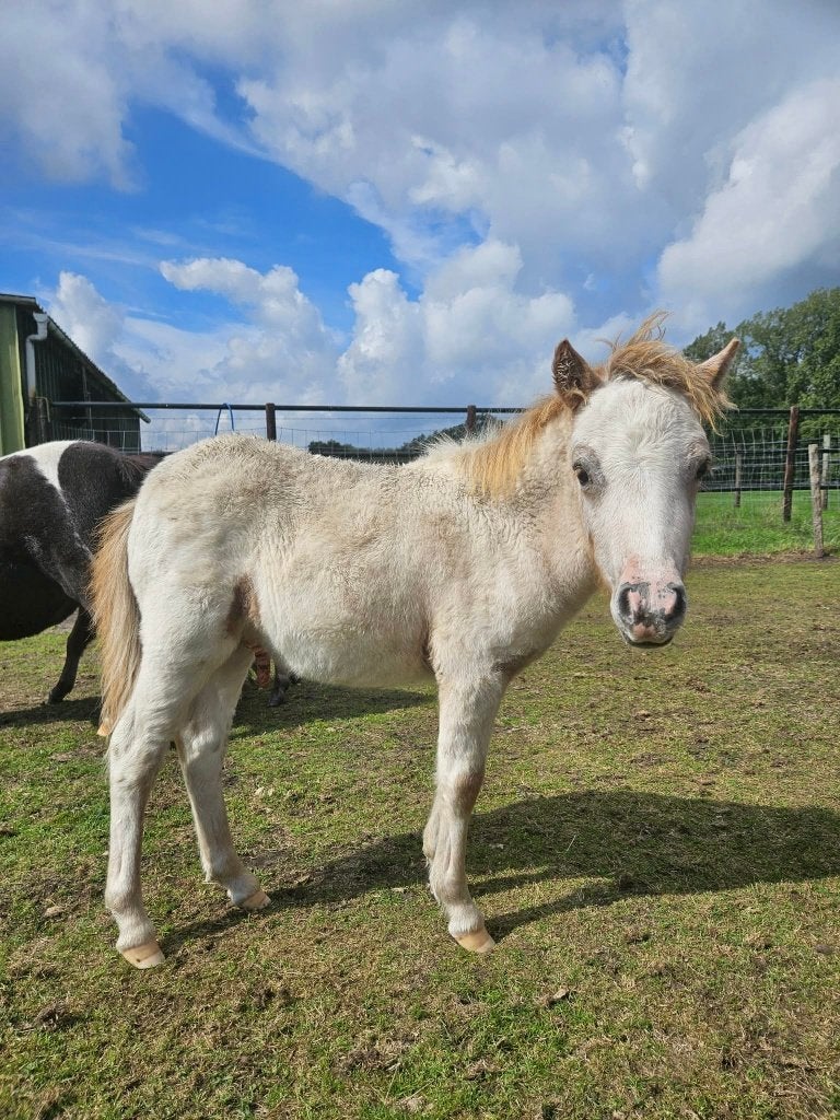Shetlandveulens -  merries en hengsten, Dieren en Toebehoren, Merrie, Niet van toepassing, Gechipt, 0 tot 2 jaar