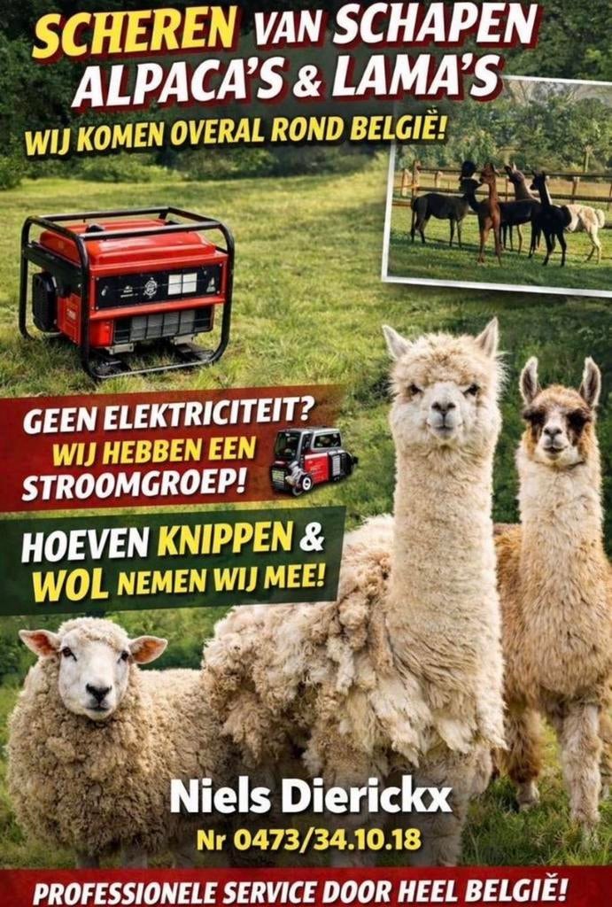 Scheren van alpaca’s , schapen en lama’s, Dieren en Toebehoren, Maart, Geslacht onbekend