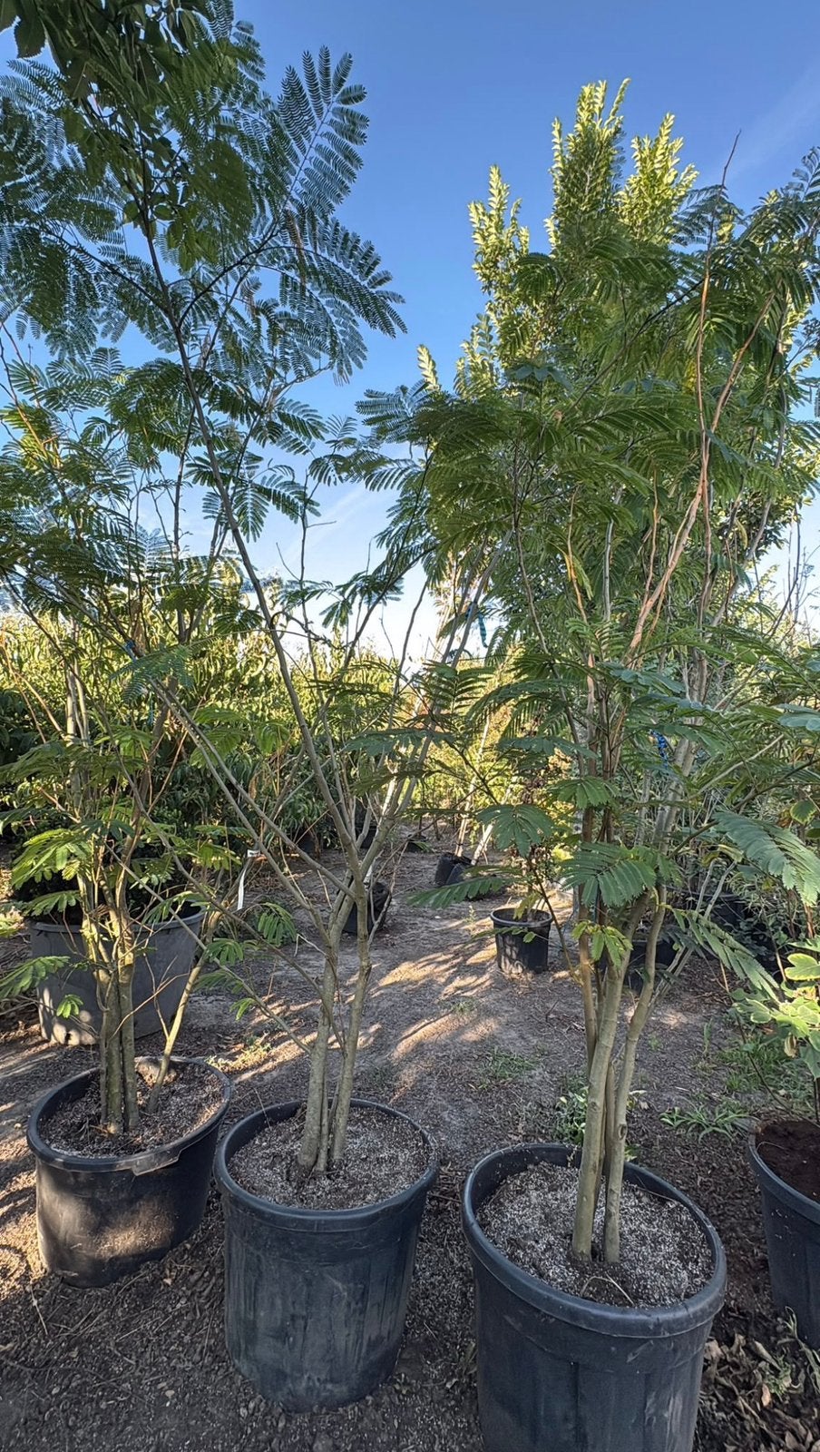 Albizia perzische slaapboom meerstammig | Opruiming, Tuin en Terras, Ophalen of Verzenden, Zomer