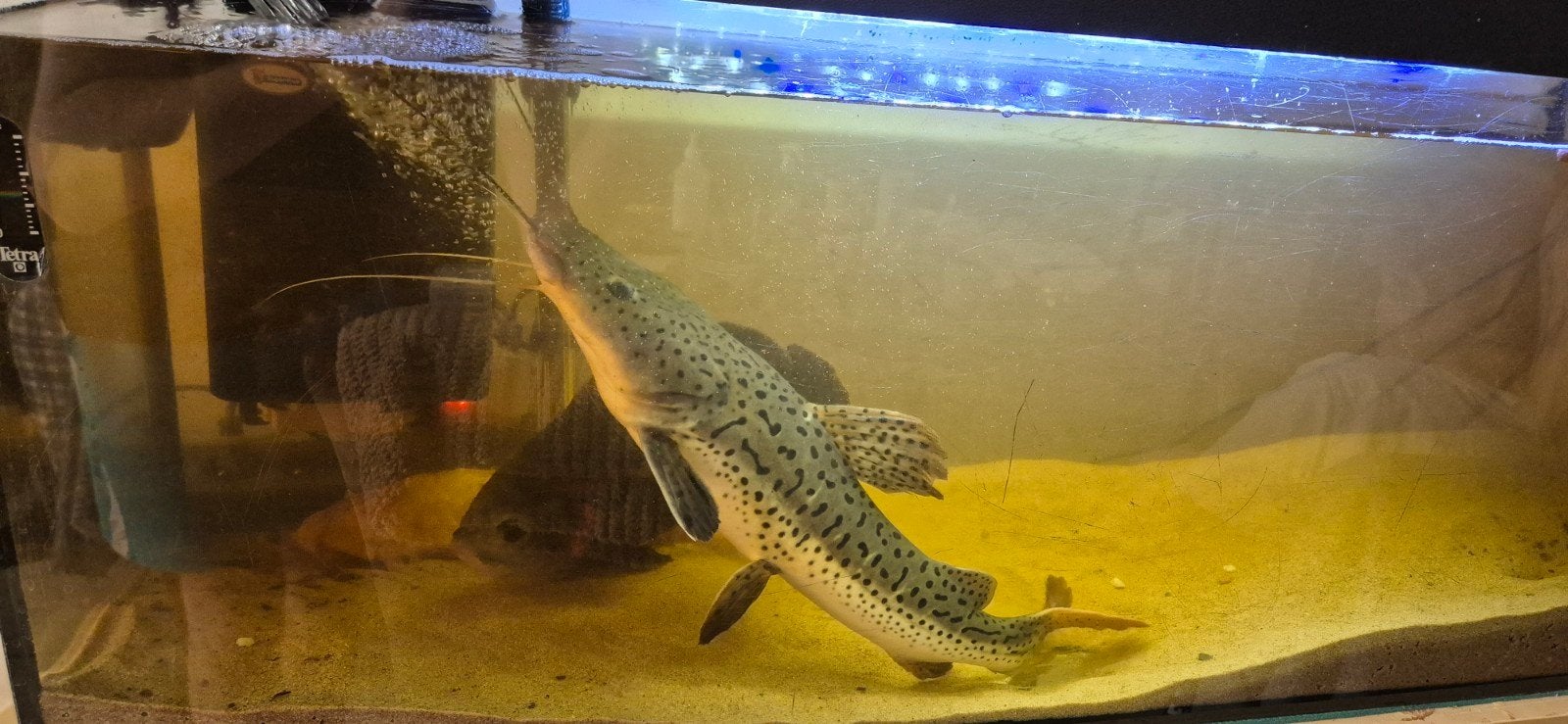 tiger shovelnose redtail catfish hybrid, Ophalen of Verzenden