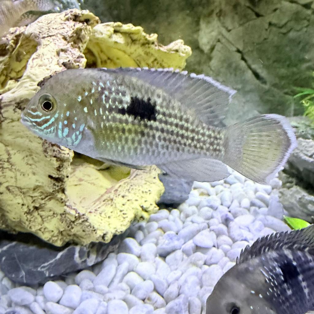 Cichlides Green Terror Amerikaanse witte vin