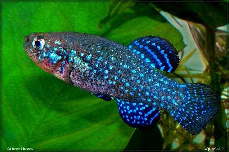 Paraphanius Mento (1m + 2V), Animaux & Accessoires, Poisson, Poisson d'eau douce
