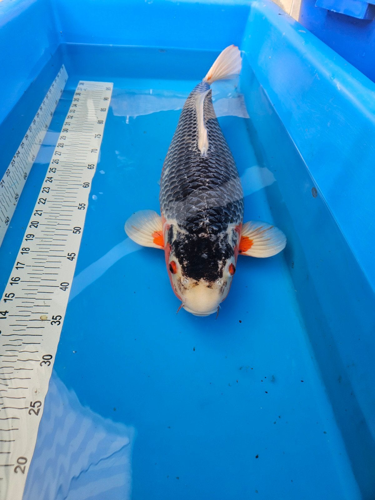 Asagi  65cm   breeder Aoki ,mooi donker van kleur..