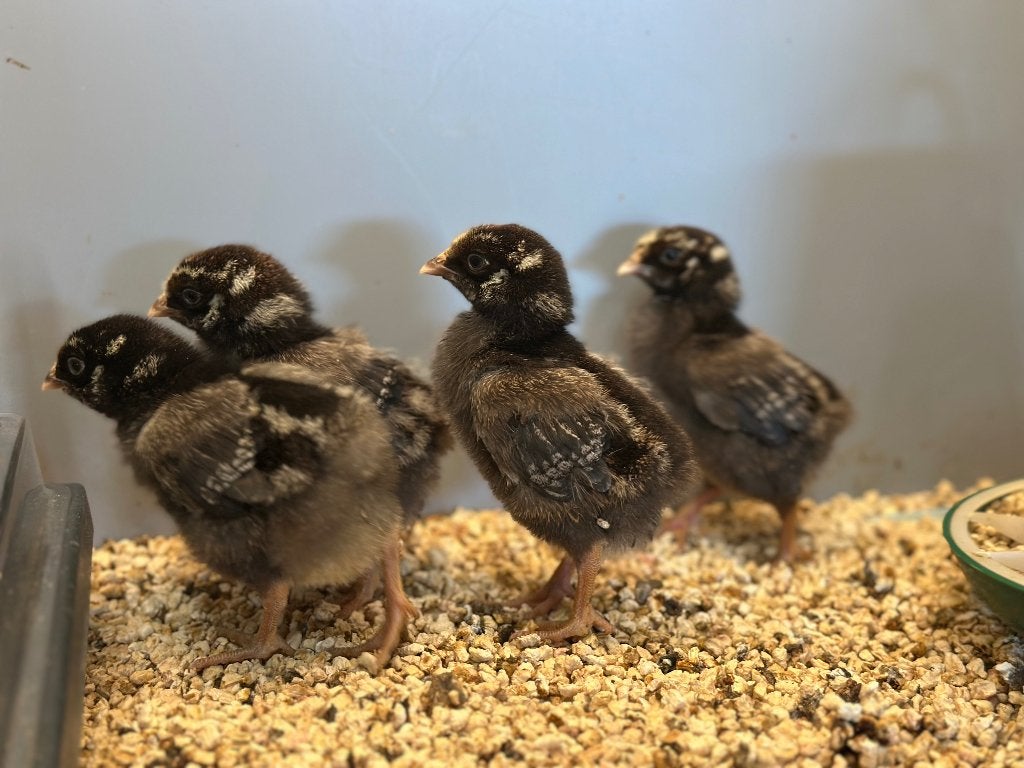 Jonge tamme Wyandotte kuikens gesekst & ingeënt, Dieren en Toebehoren, Pluimvee, Vrouwelijk, Kip