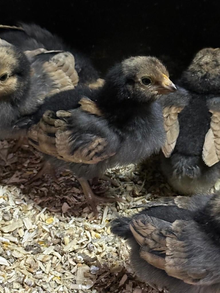 Broedeieren Vorwerk, Dieren en Toebehoren, Pluimvee, Kip, Geslacht onbekend