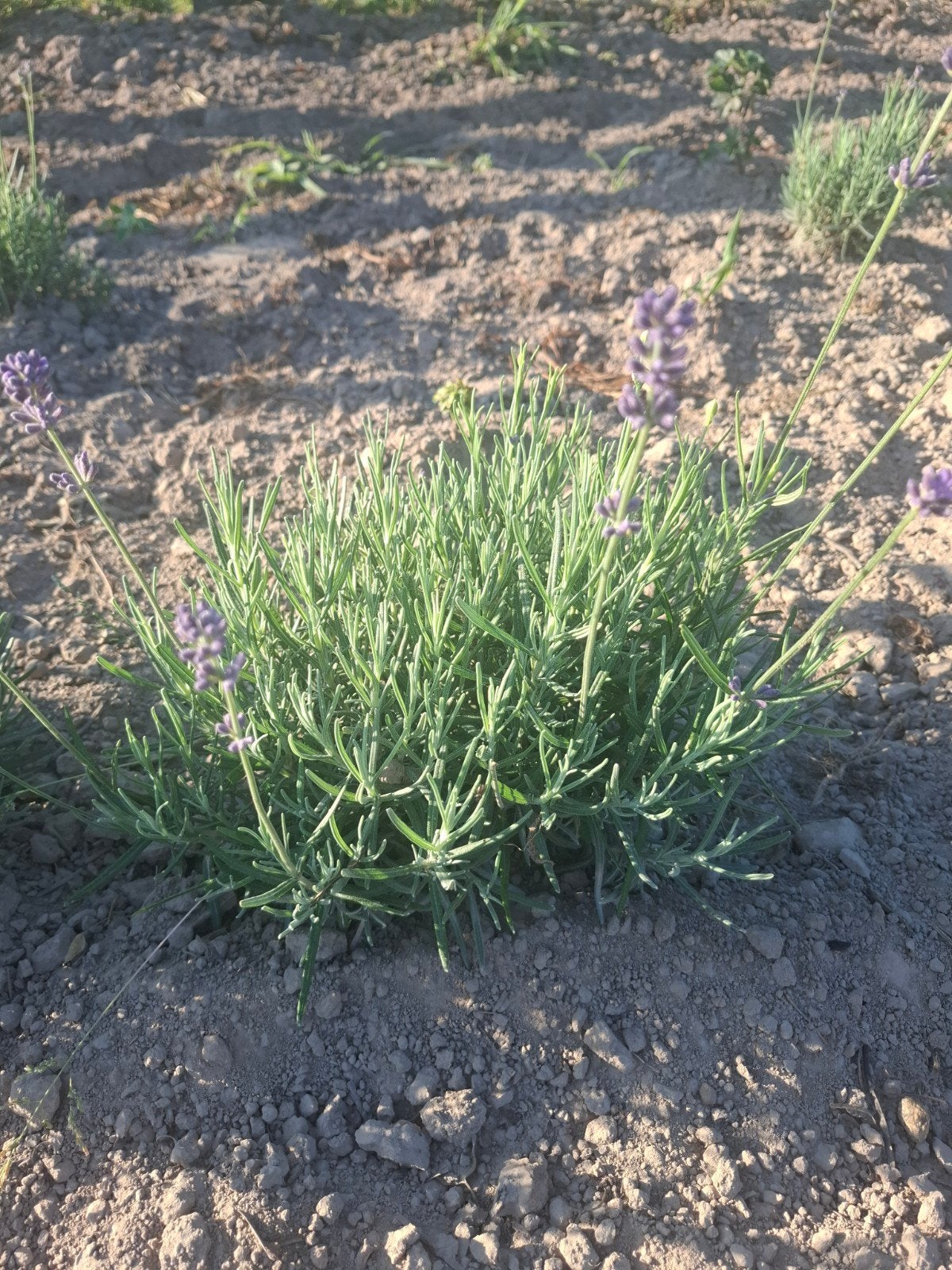 Lavendel, Tuin en Terras, Planten | Tuinplanten, Ophalen