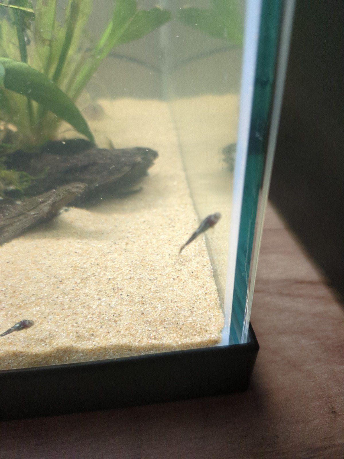 Ancistrus borstelneusharen meervallen 5€ per koppel, Overige typen, Zoetwatervis