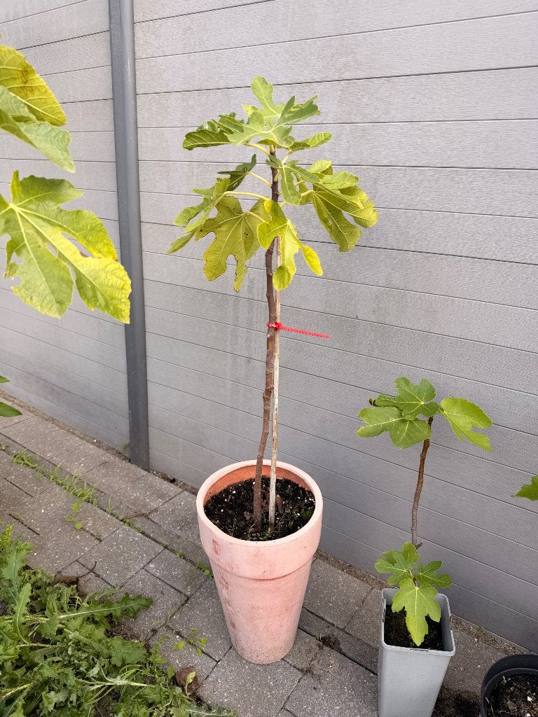 Vijgenstekje, Enlèvement