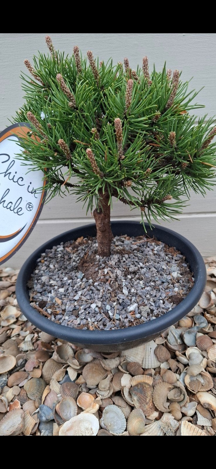 Pinus boom, Tuin en Terras, Ophalen