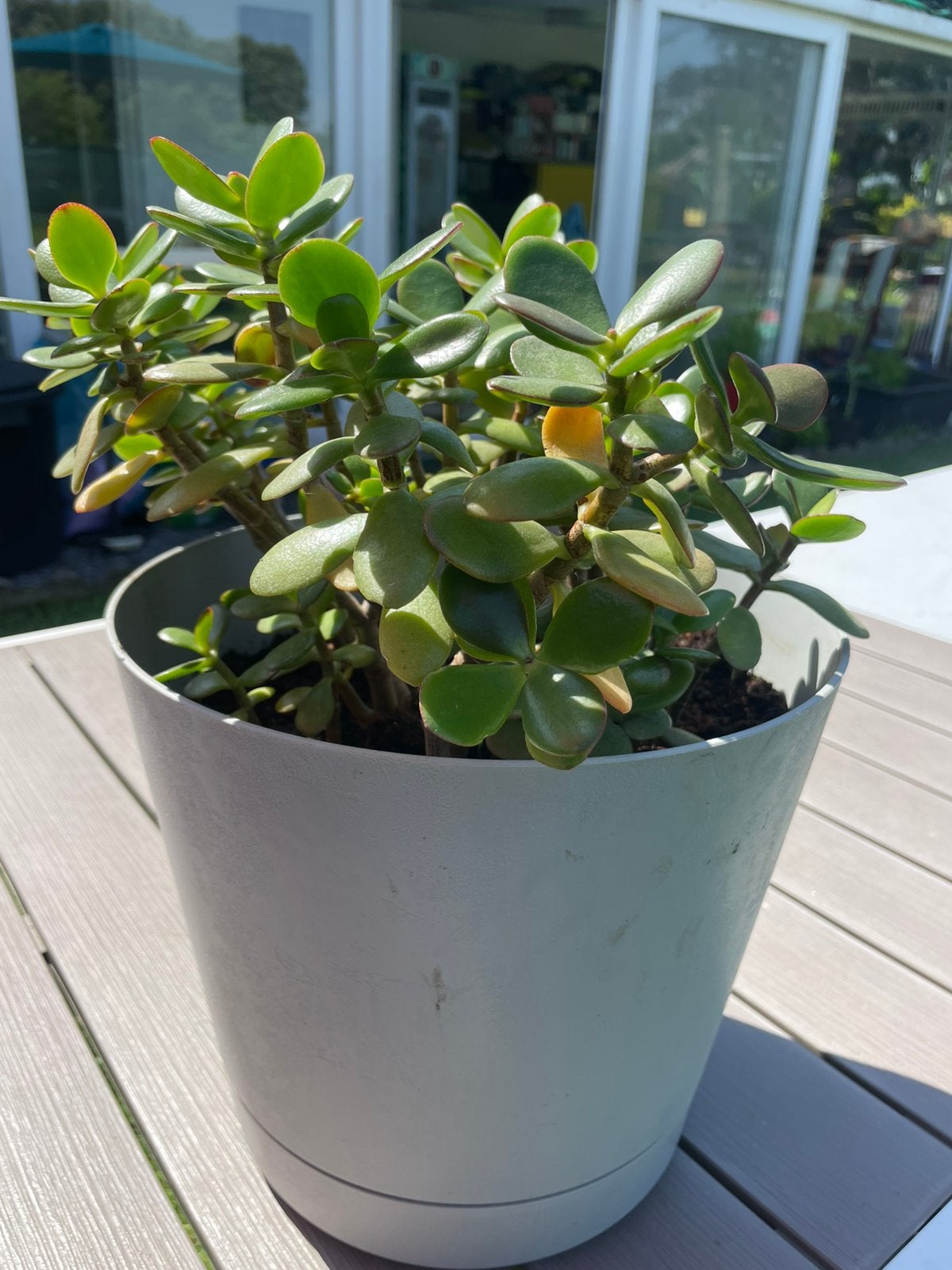 Arbre à Argent (Crassula Ovata) en pot., Ne fleurit pas, Plein soleil, Enlèvement, Graminées ornementales