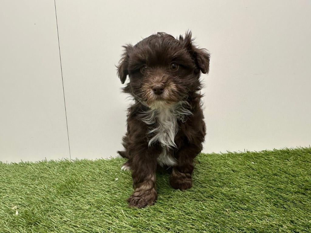 Portée de chiots Bichon Havanais