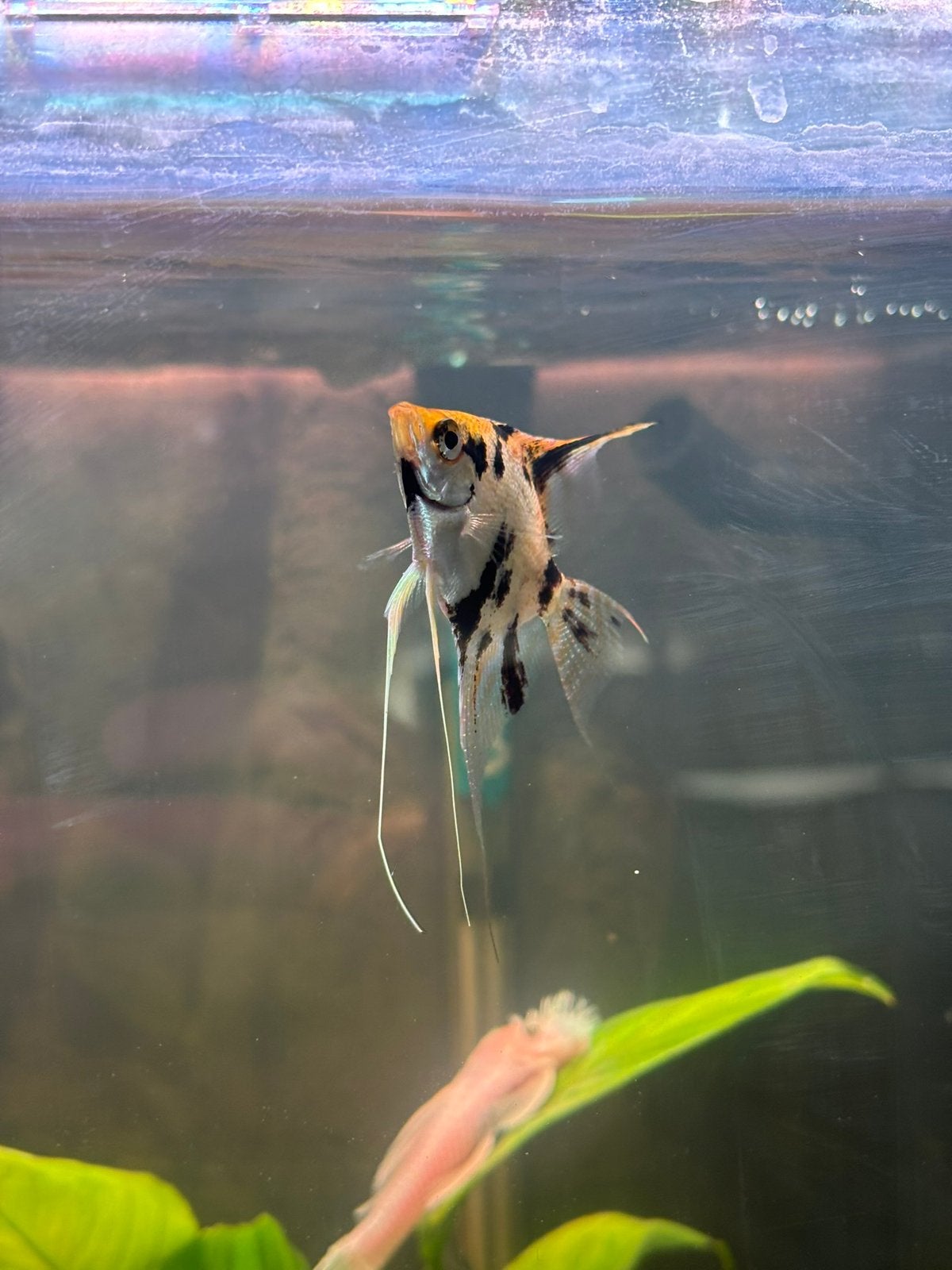 Maanvissen, Poisson, Poisson d'eau douce