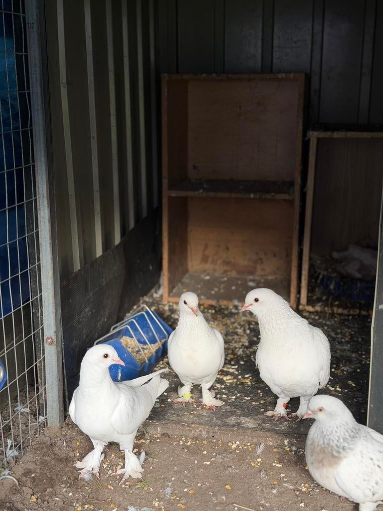 Turkish takla 4 wite duiven, Dieren en Toebehoren