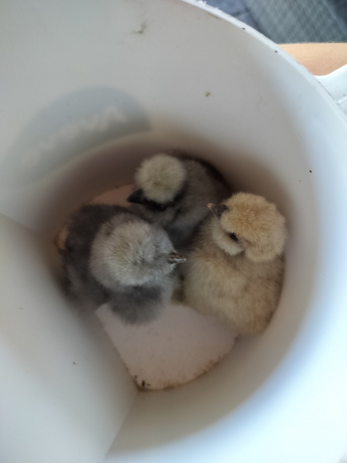 GEZOCHT! krulveer of glad veer Zijdehoenders, Dieren en Toebehoren, Pluimvee