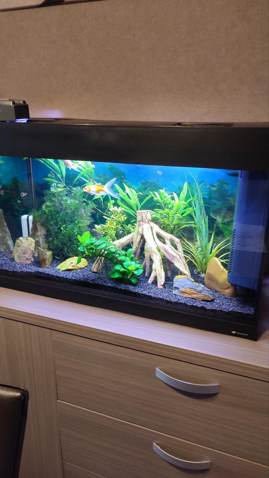 Aquarium 80 x 50 x 35 ., Dieren en Toebehoren, Ophalen, Gevuld zoetwateraquarium