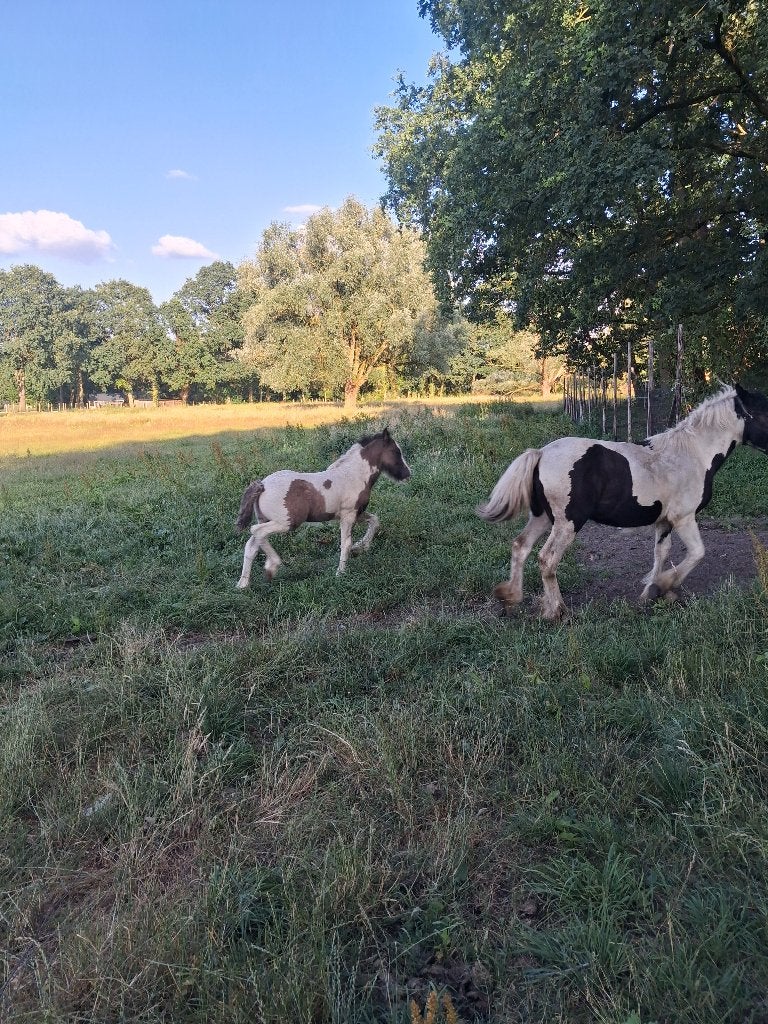 Veulens te koop, Dieren en Toebehoren, Hengst, 0 tot 2 jaar
