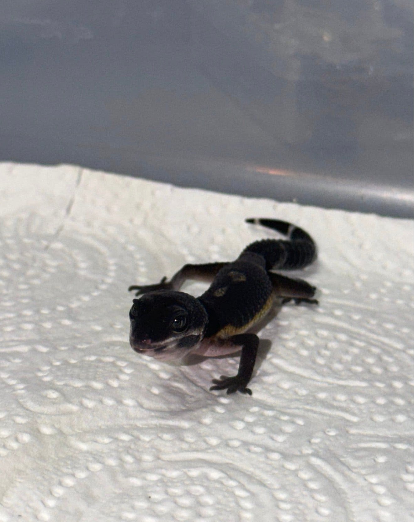Gecko léopard noir nuit pour femme, Lézard, Domestique, 0 à 2 ans
