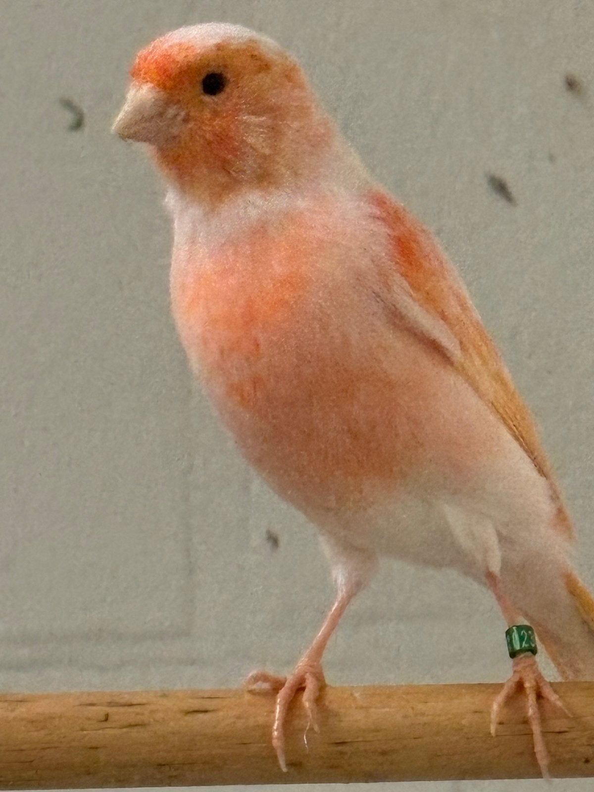 Roodmozaiek kanaries, Canari de couleur