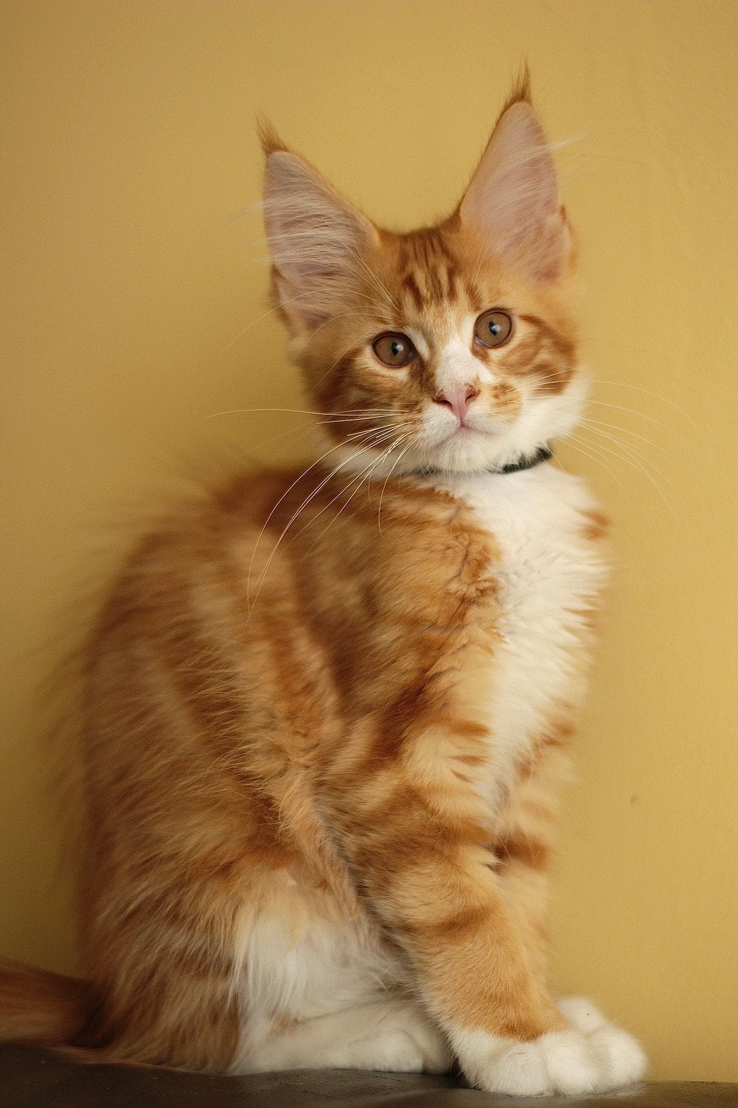 Maine Coon kittens: officiële stamboom, kampioensbloedlijnen, Meerdere dieren, Met stamboom, 0 tot 2 jaar