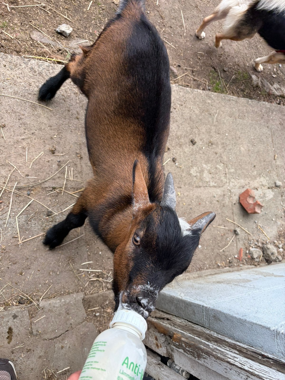 Papflesbokje, Plusieurs animaux, Chèvre, 0 à 2 ans