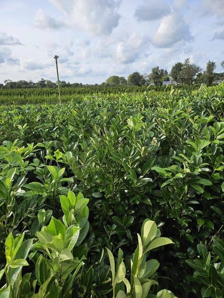 Laurel Bushes for Hedge Parties - 40 % de réduction dès, Enlèvement ou Envoi