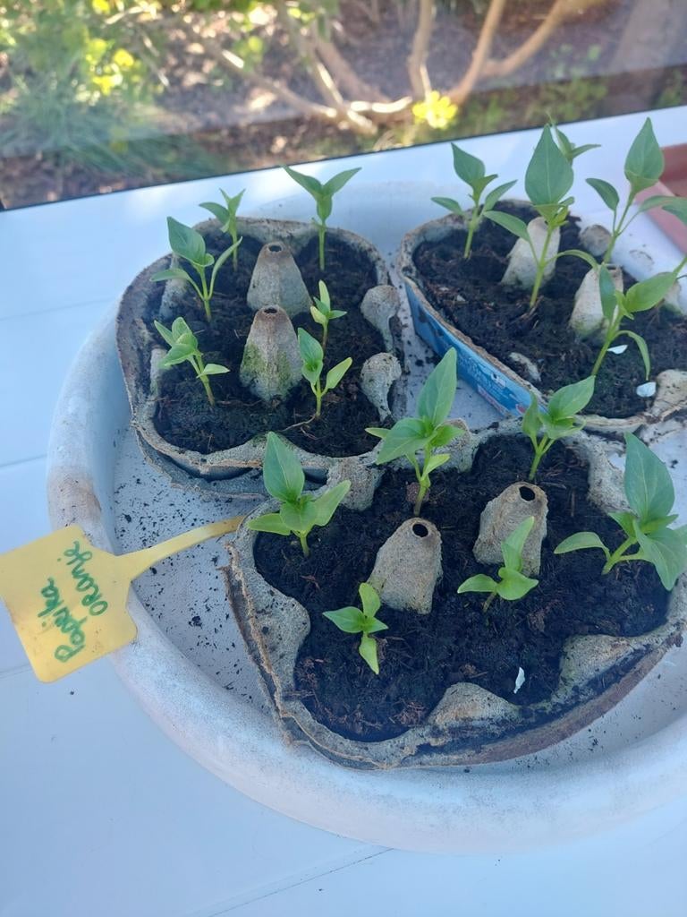 Paprika plantjes rood, geel en oranje, Tuin en Terras, Ophalen