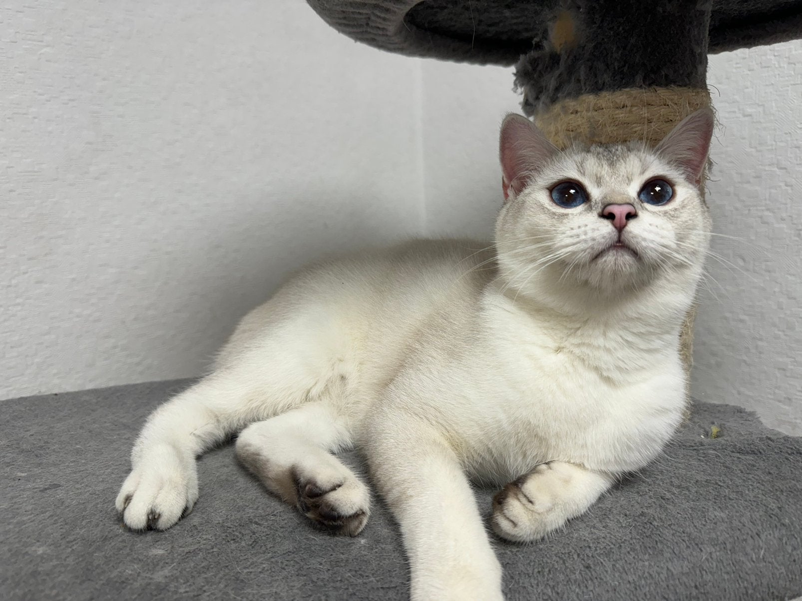 kitten Britse korthaar, Dieren en Toebehoren, Kater, Gechipt, 0 tot 2 jaar