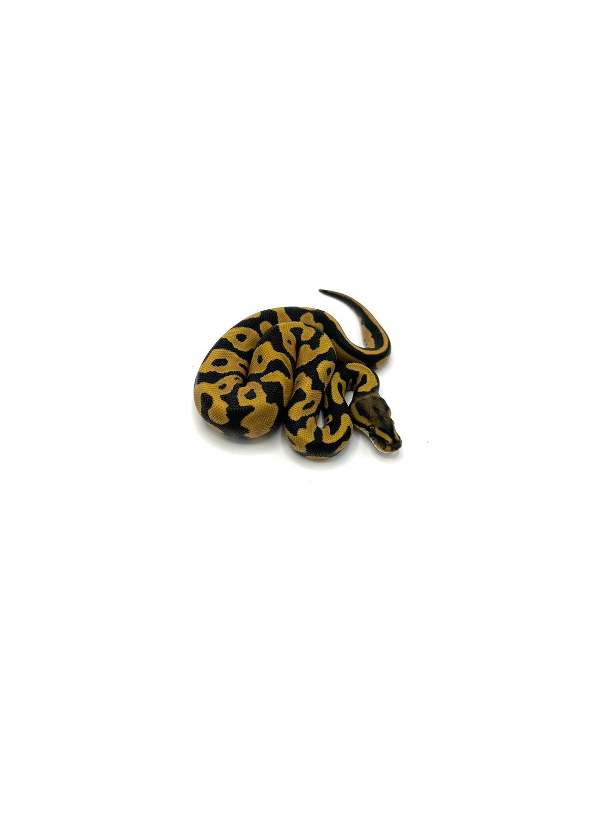 Diverse Python regius - koningspythons Ball Python photo 18