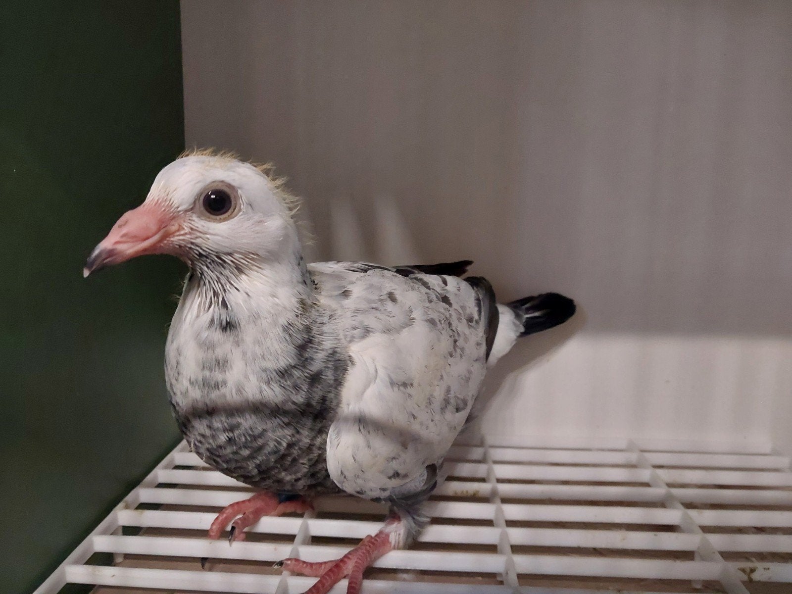 Mooie postduif geringd en eigendoms bewijs, Animaux & Accessoires, Oiseaux | Pigeons, Pigeon voyageur