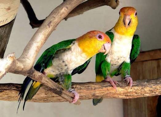 roestkop caiques, Animaux & Accessoires