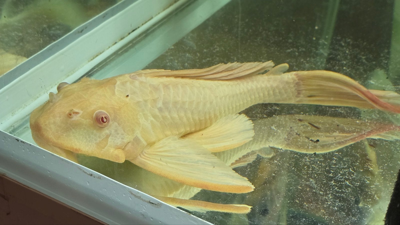 Koppel albino Pleco 30cm, Vis, Zoetwatervis