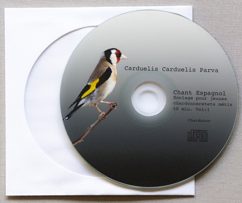 Putters zang CD's, Dieren en Toebehoren, Mannelijk, Wildzangvogel, Geringd