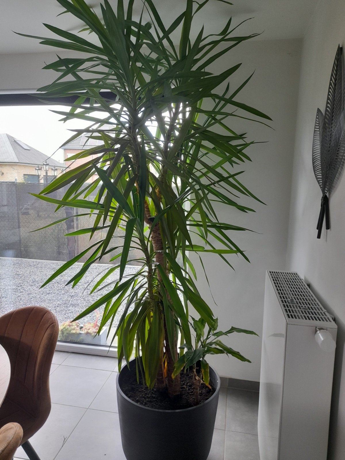 Yucca, 2m30 hoog., Maison & Meubles, Plantes d'intérieur, Enlèvement, Yucca, 200 cm ou plus