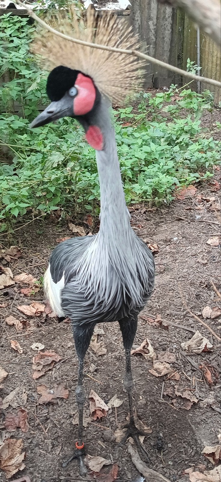 Grue à couronne grise, oiseau, coq