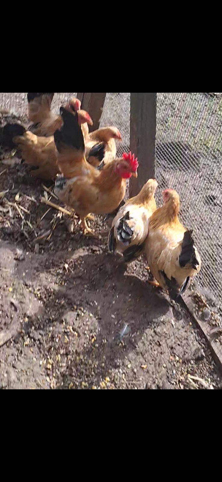 5 chabo hennen geel-zwart staart, 1 haan & 1 hen porselein., Dieren en Toebehoren