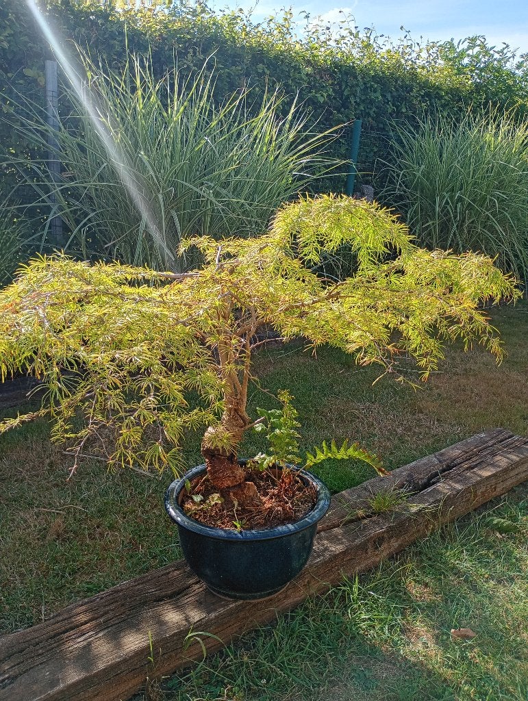 Bonsai, Jardin & Terrasse, Plantes | Jardin, Enlèvement