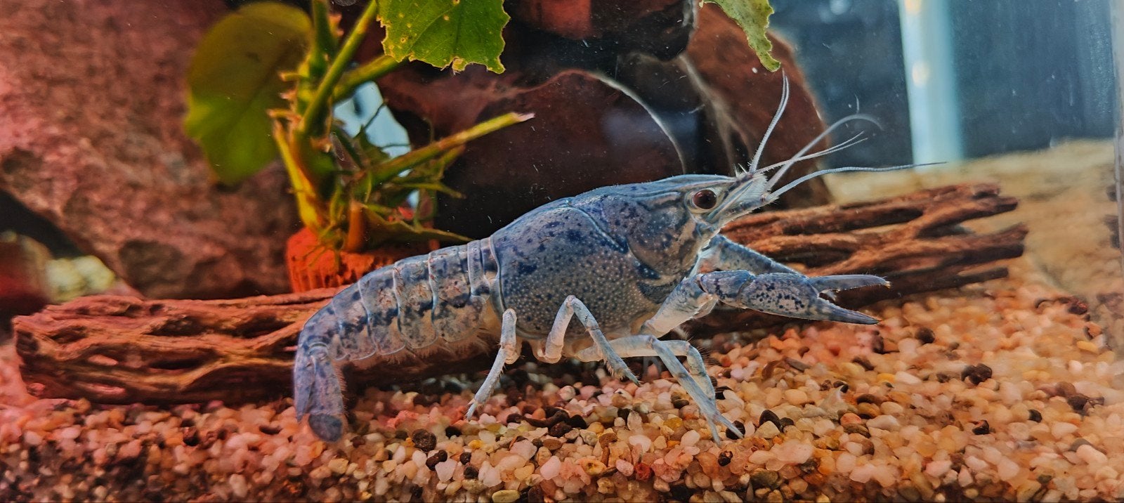 blauwe Florida kreeften te koop