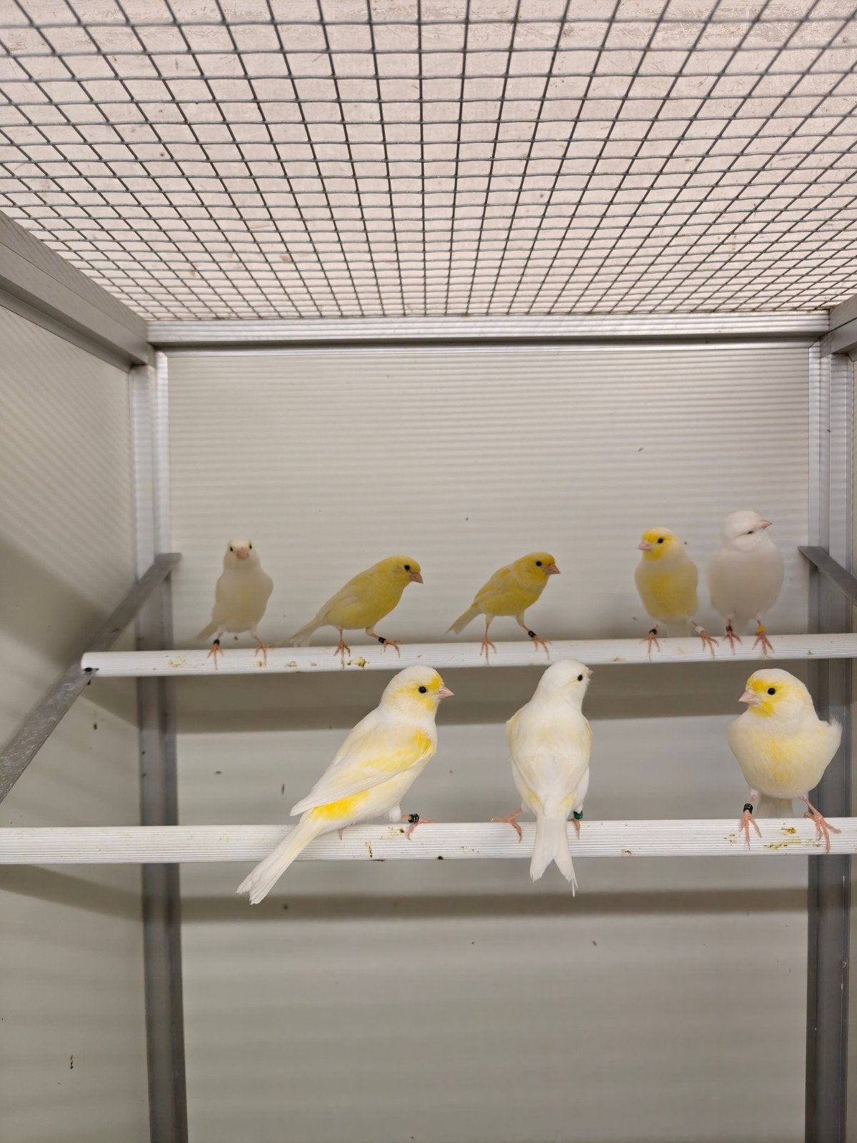 geel mozaïek kanaries, Plusieurs animaux, Canari de couleur