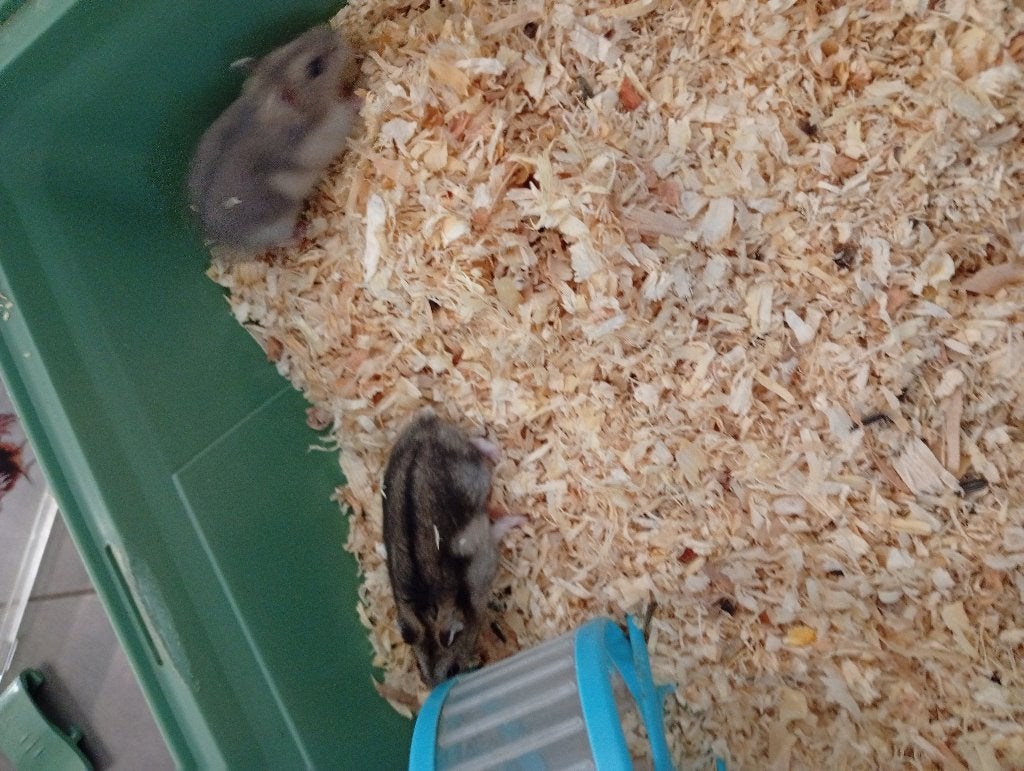 NESTJE DWERHAMSTERS 5 EURO STUK, Hamster, Domestique, Plusieurs animaux, Mai