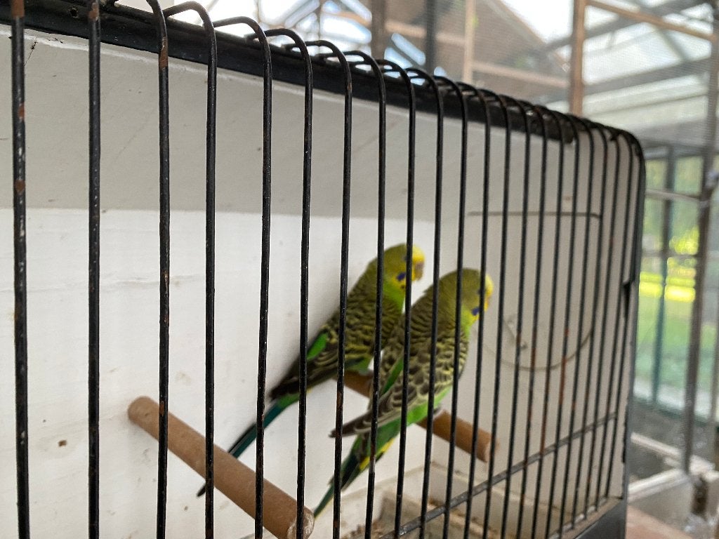 Grasparkieten uit buitenvolière., Dieren en Toebehoren, Meerdere dieren, Parkiet