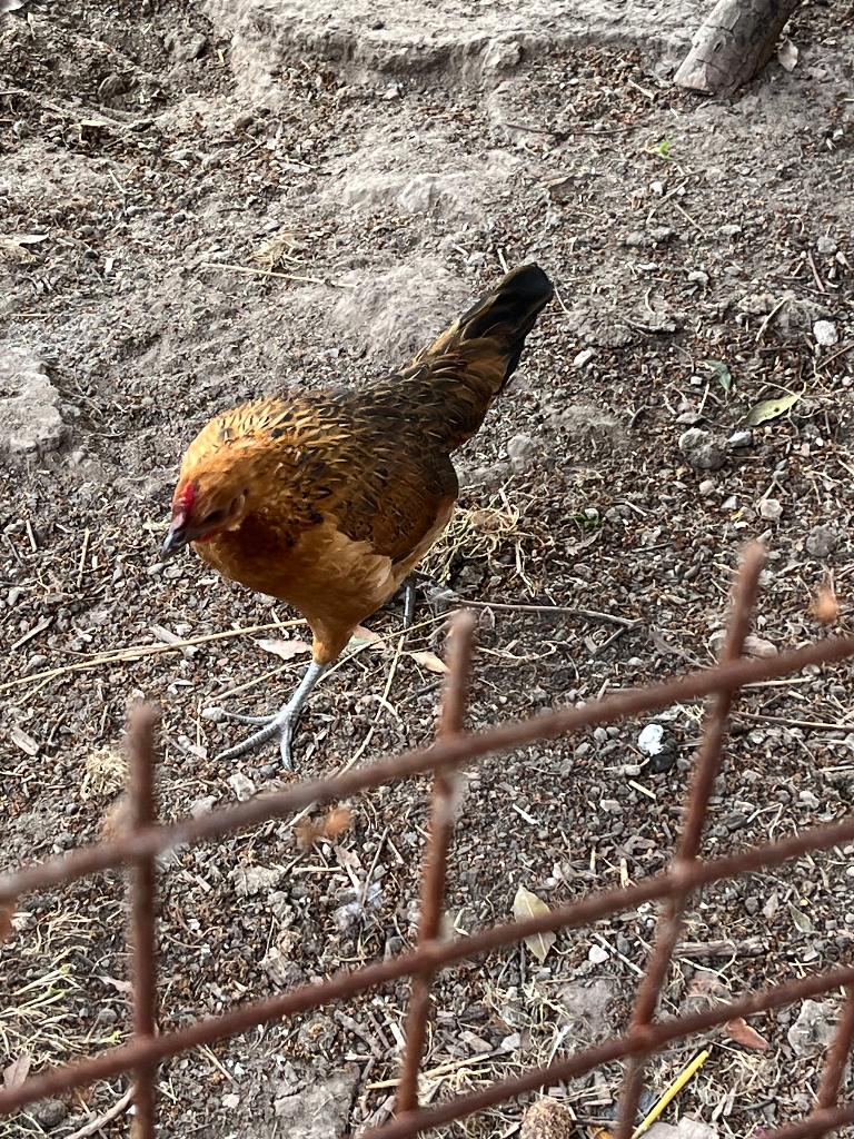 Chabo hen, Dieren en Toebehoren, Pluimvee, Vrouwelijk, Kip