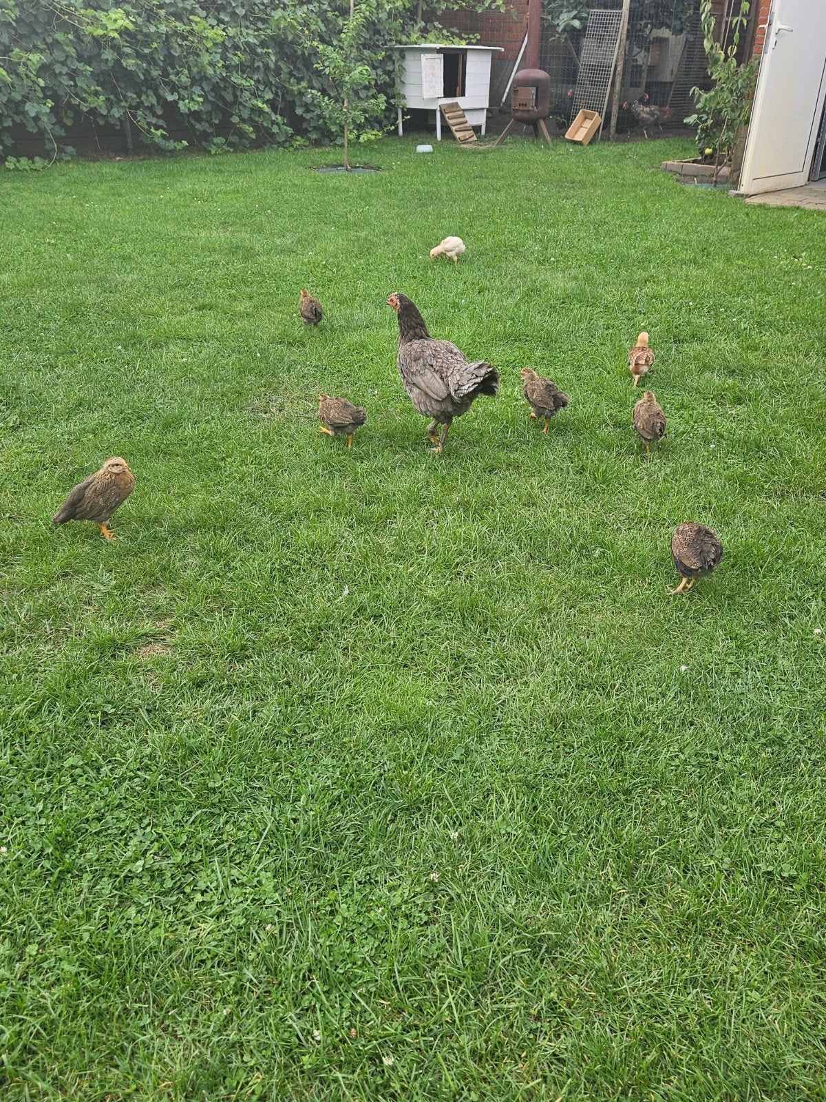 kip met kuikens, Dieren en Toebehoren, Pluimvee, Kip