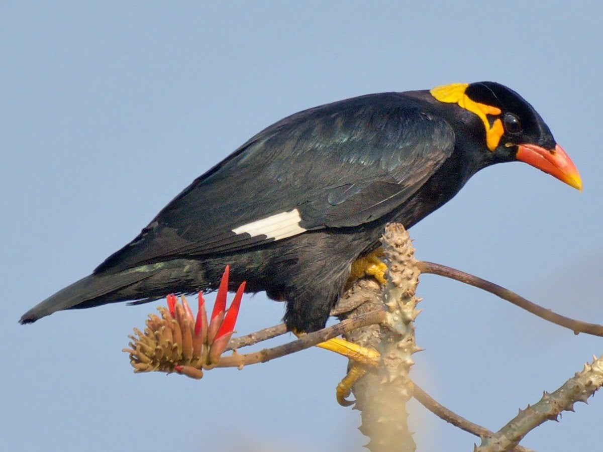 Middelgrote beo, Dieren en Toebehoren, Vrouwelijk, Tropenvogel, Geringd