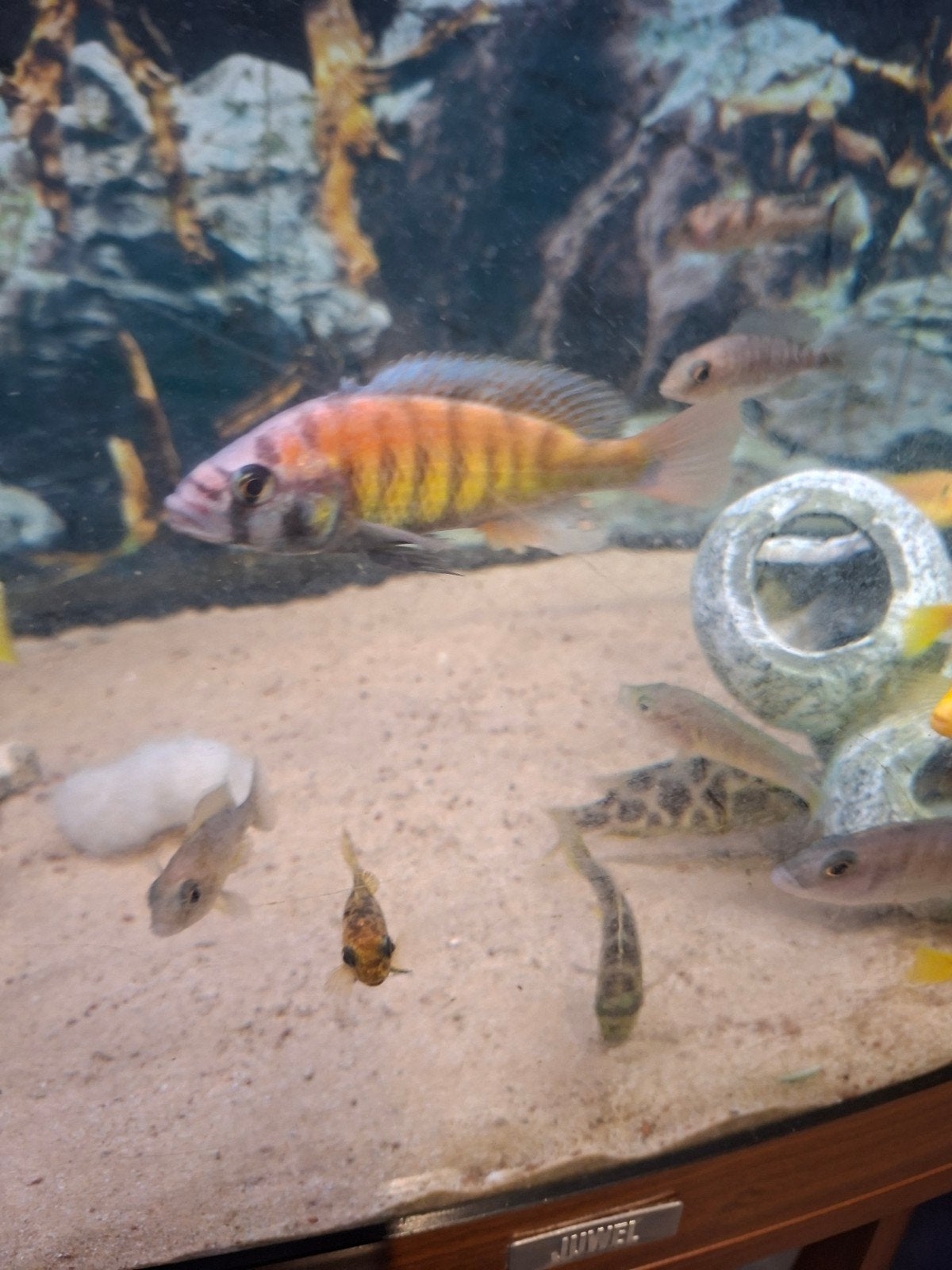 Cichlides victoria haplochromis nyerererei