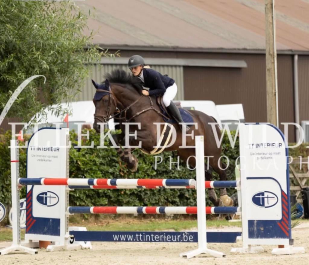 Stalhulp,rijden,scheren,lesgeven etc…op zelfstandige basis, Animaux & Accessoires, Chevaux, B