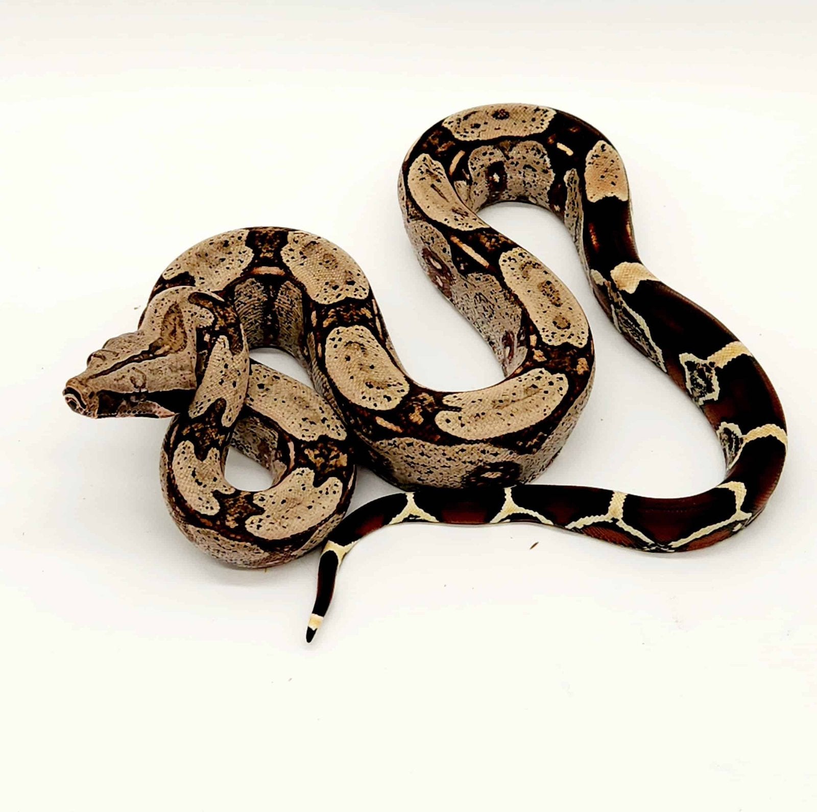 1.0 boa constrictor constrictor 2021  f1 pure souche, Animaux & Accessoires, Reptiles & Amphibiens, Serpent