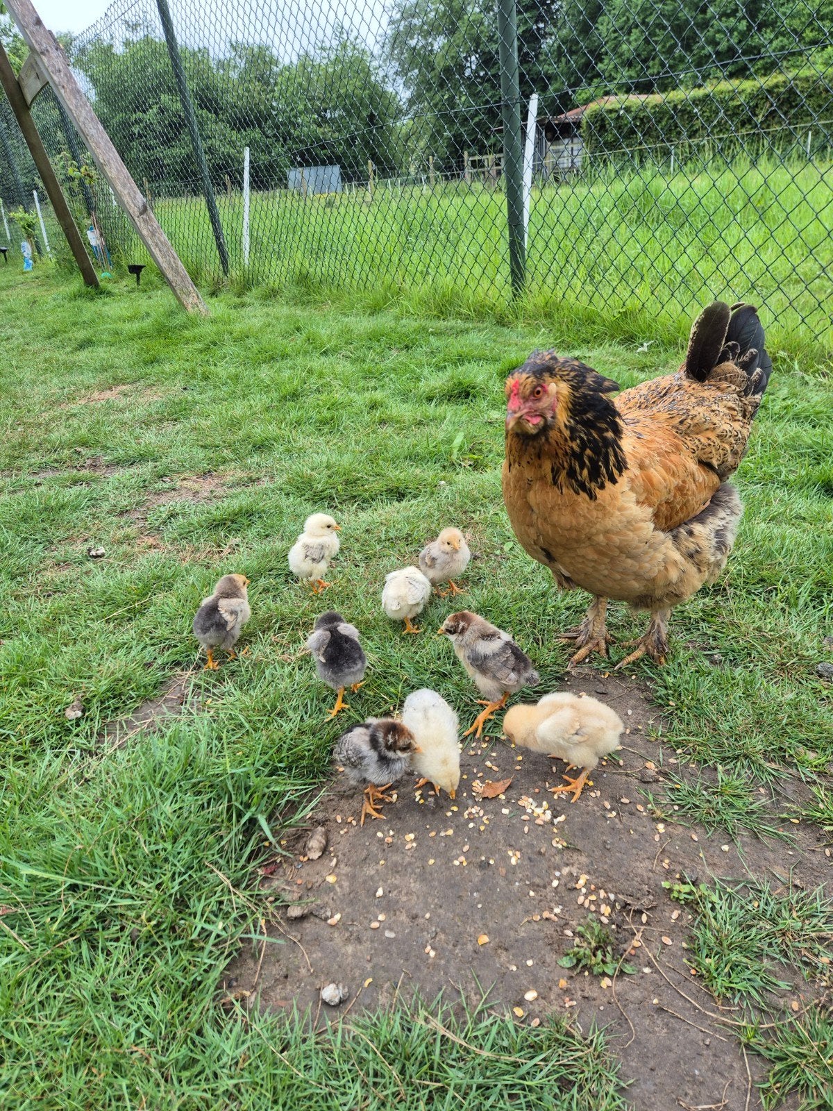 Poussins Brahma nouveau-nés, Animaux & Accessoires, Volatiles, Sexe inconnu, Poule ou poulet